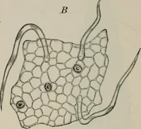 An illustration from The microscopy of vegetable foods, with special reference to the detection of adulteration and the diagnosis of mixtures (1916)