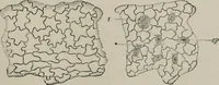 An illustration from The microscopy of vegetable foods, with special reference to the detection of adulteration and the diagnosis of mixtures (1916)