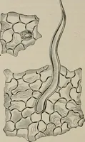 An illustration from The microscopy of vegetable foods, with special reference to the detection of adulteration and the diagnosis of mixtures (1916)