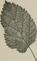 An illustration from The microscopy of vegetable foods, with special reference to the detection of adulteration and the diagnosis of mixtures (1916)