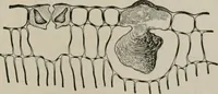 An illustration from The microscopy of vegetable foods, with special reference to the detection of adulteration and the diagnosis of mixtures (1916)