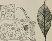An illustration from The microscopy of vegetable foods, with special reference to the detection of adulteration and the diagnosis of mixtures (1916)