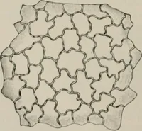 An illustration from The microscopy of vegetable foods, with special reference to the detection of adulteration and the diagnosis of mixtures (1916)