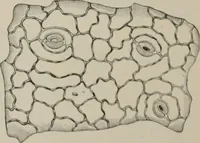 An illustration from The microscopy of vegetable foods, with special reference to the detection of adulteration and the diagnosis of mixtures (1916)