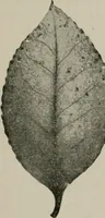 An illustration from The microscopy of vegetable foods, with special reference to the detection of adulteration and the diagnosis of mixtures (1916)