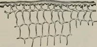 An illustration from The microscopy of vegetable foods, with special reference to the detection of adulteration and the diagnosis of mixtures (1916)