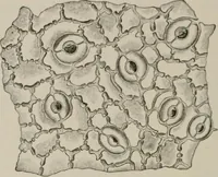 An illustration from The microscopy of vegetable foods, with special reference to the detection of adulteration and the diagnosis of mixtures (1916)