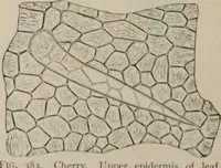 An illustration from The microscopy of vegetable foods, with special reference to the detection of adulteration and the diagnosis of mixtures (1916)