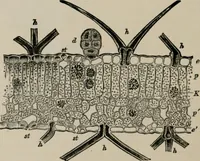 An illustration from The microscopy of vegetable foods, with special reference to the detection of adulteration and the diagnosis of mixtures (1916)