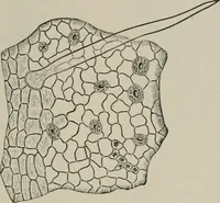 An illustration from The microscopy of vegetable foods, with special reference to the detection of adulteration and the diagnosis of mixtures (1916)