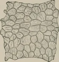An illustration from The microscopy of vegetable foods, with special reference to the detection of adulteration and the diagnosis of mixtures (1916)