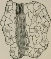 An illustration from The microscopy of vegetable foods, with special reference to the detection of adulteration and the diagnosis of mixtures (1916)