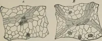An illustration from The microscopy of vegetable foods, with special reference to the detection of adulteration and the diagnosis of mixtures (1916)