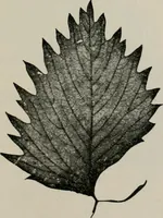 An illustration from The microscopy of vegetable foods, with special reference to the detection of adulteration and the diagnosis of mixtures (1916)