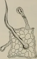 An illustration from The microscopy of vegetable foods, with special reference to the detection of adulteration and the diagnosis of mixtures (1916)