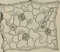 An illustration from The microscopy of vegetable foods, with special reference to the detection of adulteration and the diagnosis of mixtures (1916)