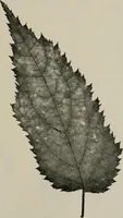 An illustration from The microscopy of vegetable foods, with special reference to the detection of adulteration and the diagnosis of mixtures (1916)