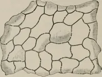 An illustration from The microscopy of vegetable foods, with special reference to the detection of adulteration and the diagnosis of mixtures (1916)