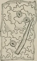 An illustration from The microscopy of vegetable foods, with special reference to the detection of adulteration and the diagnosis of mixtures (1916)