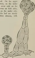 An illustration from The microscopy of vegetable foods, with special reference to the detection of adulteration and the diagnosis of mixtures (1916)