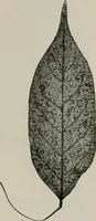 An illustration from The microscopy of vegetable foods, with special reference to the detection of adulteration and the diagnosis of mixtures (1916)