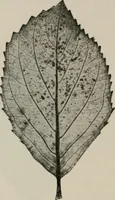 An illustration from The microscopy of vegetable foods, with special reference to the detection of adulteration and the diagnosis of mixtures (1916)