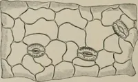 An illustration from The microscopy of vegetable foods, with special reference to the detection of adulteration and the diagnosis of mixtures (1916)