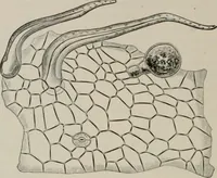 An illustration from The microscopy of vegetable foods, with special reference to the detection of adulteration and the diagnosis of mixtures (1916)