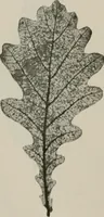 An illustration from The microscopy of vegetable foods, with special reference to the detection of adulteration and the diagnosis of mixtures (1916)