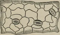 An illustration from The microscopy of vegetable foods, with special reference to the detection of adulteration and the diagnosis of mixtures (1916)