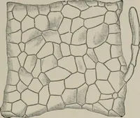 An illustration from The microscopy of vegetable foods, with special reference to the detection of adulteration and the diagnosis of mixtures (1916)
