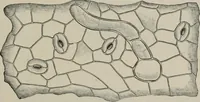 An illustration from The microscopy of vegetable foods, with special reference to the detection of adulteration and the diagnosis of mixtures (1916)