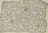 An illustration from The microscopy of vegetable foods, with special reference to the detection of adulteration and the diagnosis of mixtures (1916)