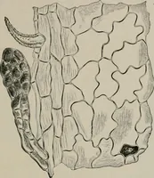 An illustration from The microscopy of vegetable foods, with special reference to the detection of adulteration and the diagnosis of mixtures (1916)