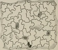 An illustration from The microscopy of vegetable foods, with special reference to the detection of adulteration and the diagnosis of mixtures (1916)