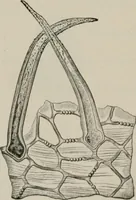 An illustration from The microscopy of vegetable foods, with special reference to the detection of adulteration and the diagnosis of mixtures (1916)