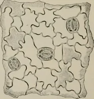 An illustration from The microscopy of vegetable foods, with special reference to the detection of adulteration and the diagnosis of mixtures (1916)