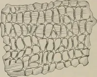An illustration from The microscopy of vegetable foods, with special reference to the detection of adulteration and the diagnosis of mixtures (1916)