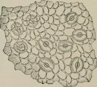 An illustration from The microscopy of vegetable foods, with special reference to the detection of adulteration and the diagnosis of mixtures (1916)