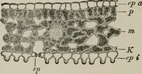 An illustration from The microscopy of vegetable foods, with special reference to the detection of adulteration and the diagnosis of mixtures (1916)
