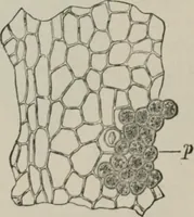 An illustration from The microscopy of vegetable foods, with special reference to the detection of adulteration and the diagnosis of mixtures (1916)