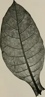 An illustration from The microscopy of vegetable foods, with special reference to the detection of adulteration and the diagnosis of mixtures (1916)