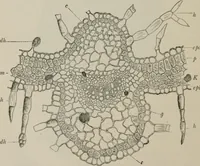 An illustration from The microscopy of vegetable foods, with special reference to the detection of adulteration and the diagnosis of mixtures (1916)