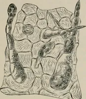 An illustration from The microscopy of vegetable foods, with special reference to the detection of adulteration and the diagnosis of mixtures (1916)