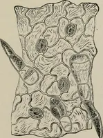 An illustration from The microscopy of vegetable foods, with special reference to the detection of adulteration and the diagnosis of mixtures (1916)