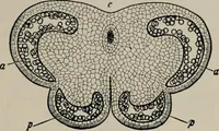 An illustration from The microscopy of vegetable foods, with special reference to the detection of adulteration and the diagnosis of mixtures (1916)
