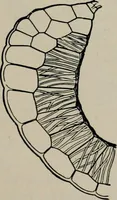An illustration from The microscopy of vegetable foods, with special reference to the detection of adulteration and the diagnosis of mixtures (1916)