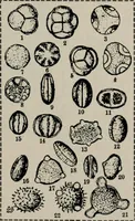 An illustration from The microscopy of vegetable foods, with special reference to the detection of adulteration and the diagnosis of mixtures (1916)