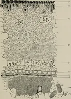 An illustration from The microscopy of vegetable foods, with special reference to the detection of adulteration and the diagnosis of mixtures (1916)