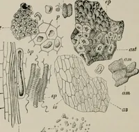 An illustration from The microscopy of vegetable foods, with special reference to the detection of adulteration and the diagnosis of mixtures (1916)